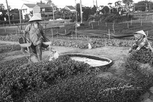 داستان عاشقانه یک زوج قدیمی ویتنامی