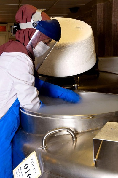 سلولهای بنیادی سلولهای بنیادی