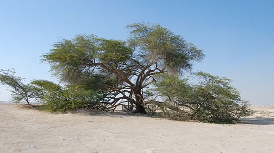 شگفت انگیزترین درختان جهان