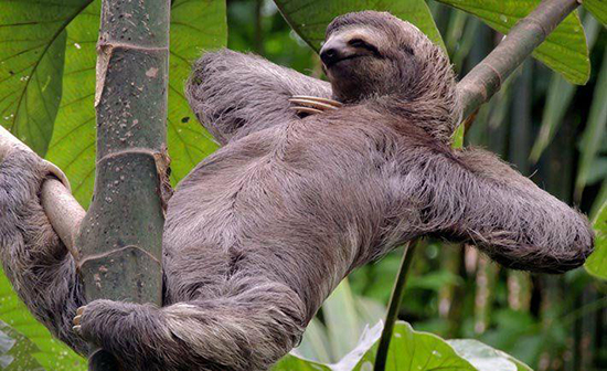 روز جهانی تنبلی مبارک!