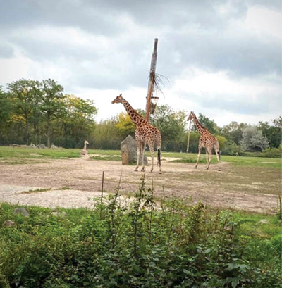 گردش در جذاب‌ترین پارک حیوانات جهان