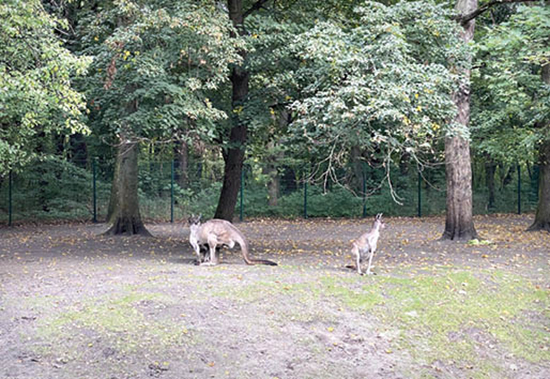 گردش در جذاب‌ترین پارک حیوانات جهان