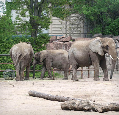 گردش در جذاب‌ترین پارک حیوانات جهان