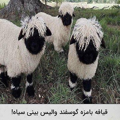 عکس‌هایی که ارزش دارند!