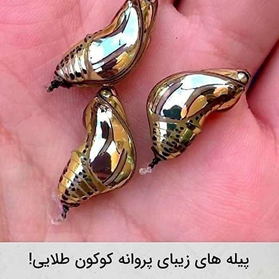 عکس‌هایی که ارزش دارند!