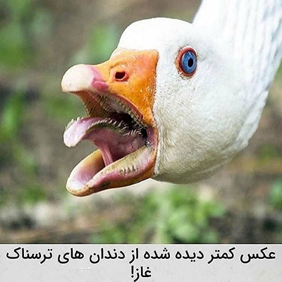 عکس‌هایی که ارزش دارند!