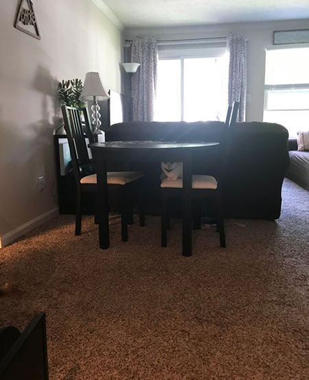 گربه‌های مخفی شده را پیدا کنید