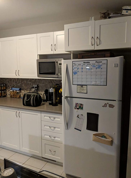 گربه‌های مخفی شده را پیدا کنید