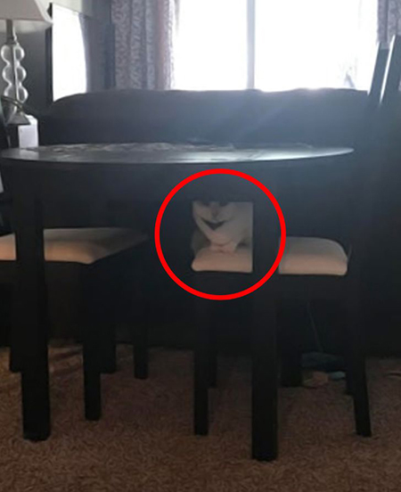 گربه‌های مخفی شده را پیدا کنید