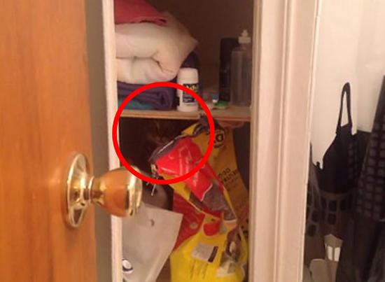 گربه‌های مخفی شده را پیدا کنید