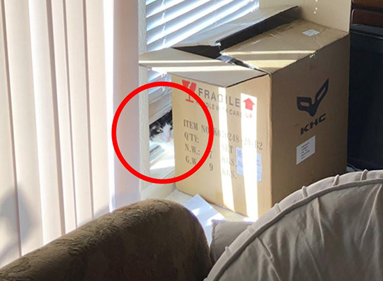 گربه‌های مخفی شده را پیدا کنید