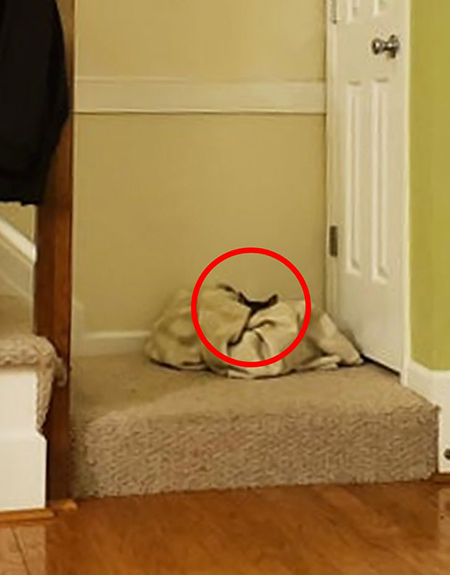 گربه‌های مخفی شده را پیدا کنید