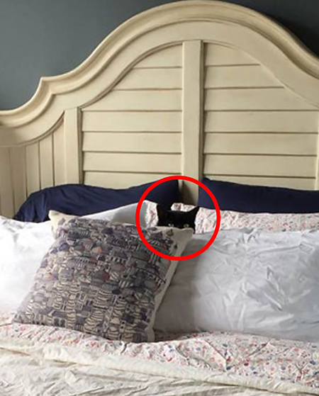 گربه‌های مخفی شده را پیدا کنید