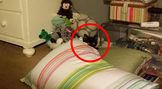 گربه‌های مخفی شده را پیدا کنید