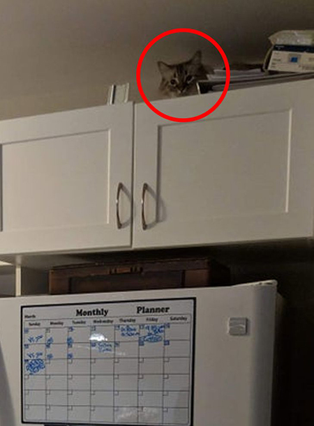 گربه‌های مخفی شده را پیدا کنید