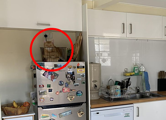 گربه‌های مخفی شده را پیدا کنید