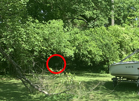 گربه‌های مخفی شده را پیدا کنید