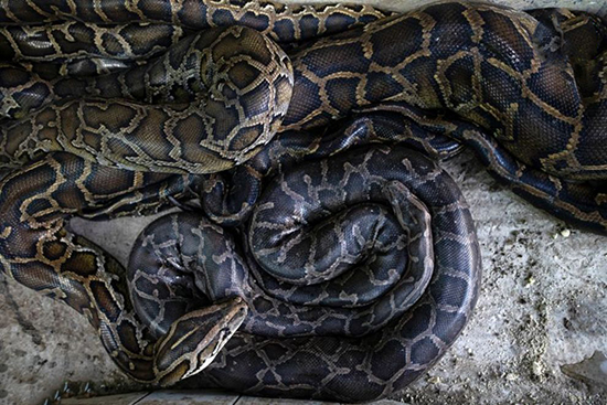 عبادتگاهی که پناهگاه مار‌ها شد!