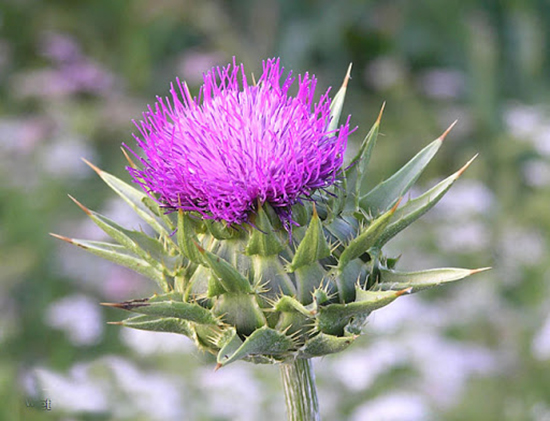 ۱۰ گیاه دارویی برای درمان دیابت