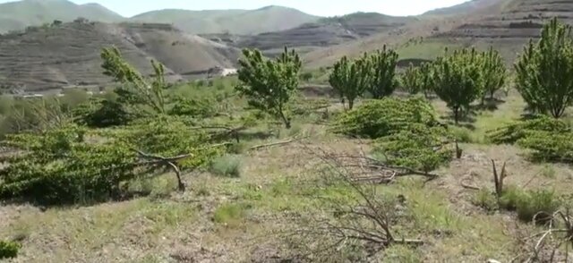 تنها ۳۳۰ اصله درخت باغدار سنندجی قطع شده است تنها ۳۳۰ اصله درخت باغدار سنندجی قطع شده است